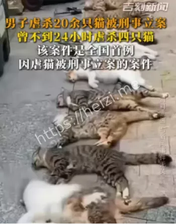 虐杀猫刑事立案